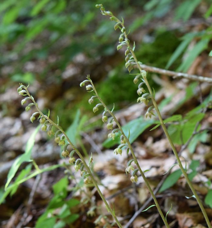 Epipactis microphylla (Ehrh.) Sw.1800. 1.jpg