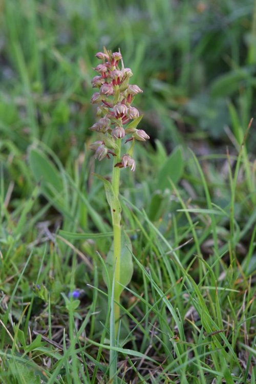 Dactylorhiza viridis (L.) R.M. Bateman, Pridgeon & M.W. Chase. 1.jpg