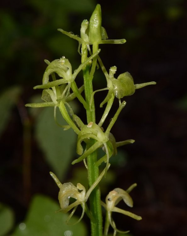 Liparis kumokiri subsp. nemoralis (Perazza,Decarli,Filippin,Bruna & Regattin) Perazza & Tsutsumi. 2.jpg