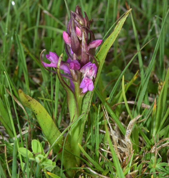 Dactylorhiza incarnata var. haematòdes 1.jpg