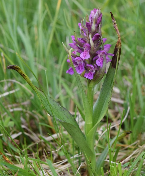 Dactylorhiza incarnata var. haematòdes 4.jpg