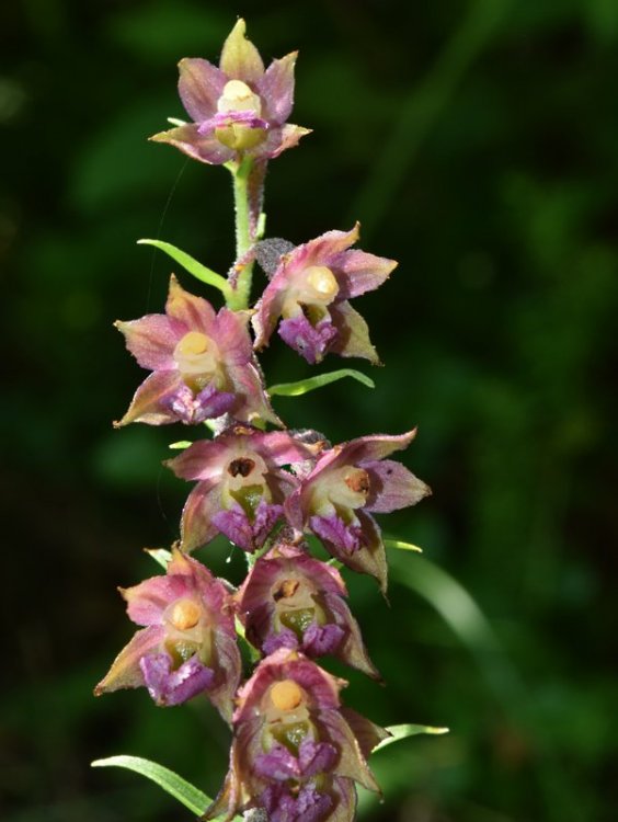 Epipactis atrorubens (Hoffm.) Besser 1809. 3.jpg