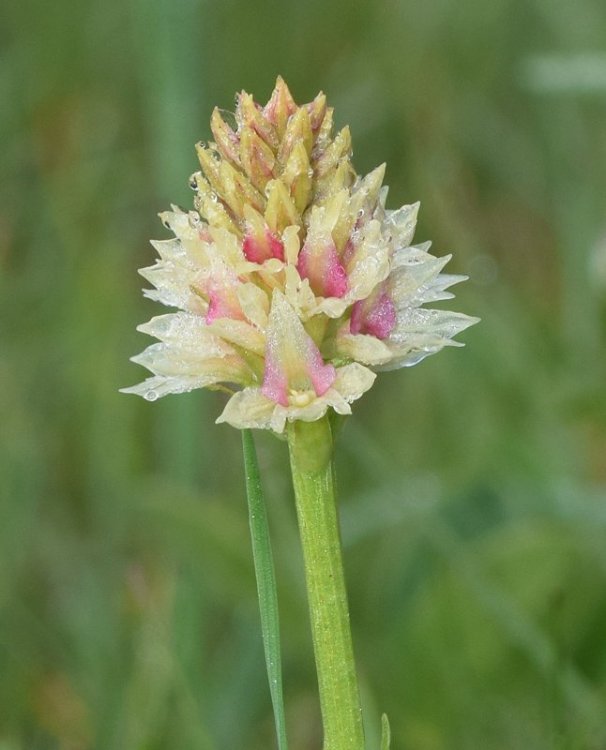 Nigritella nigra subsp. rhellicani (Teppner & E. Klein) H. Bauman, Kùnkele & L. Lorenz. 2.jpg