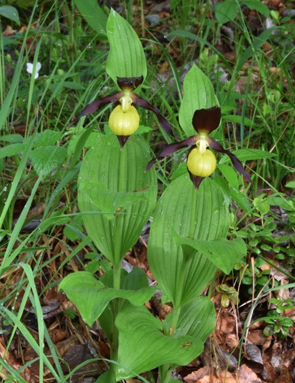 Cypripedium calceolus L. 1753. 3.jpg