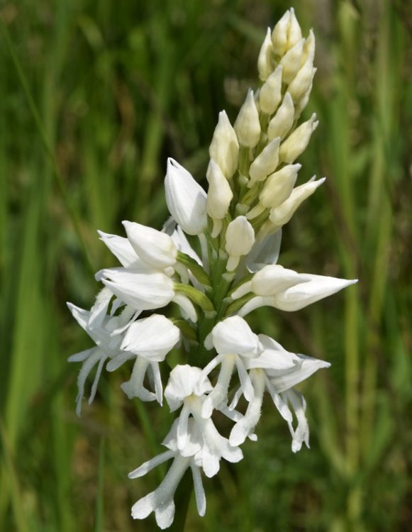 Orchis militaris L. 1753  apocromica. 2.jpg