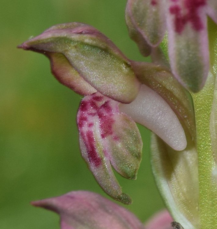 Anacamptis coriophora subsp. fragrans (Pollini) R.M. Bateman, Pridgeon & M.W. Chase 1997. 5.jpg