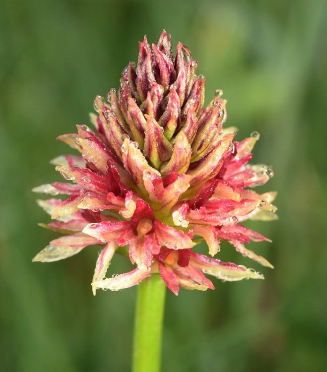 Nigritella nigra subsp. rhellicani (Teppner & E. Klein) H. Bauman, Kùnkele & L. Lorenz. 9.jpg