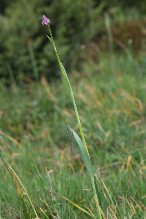 Traunsteinera globosa (L.) Richb. 1842. 1.jpg