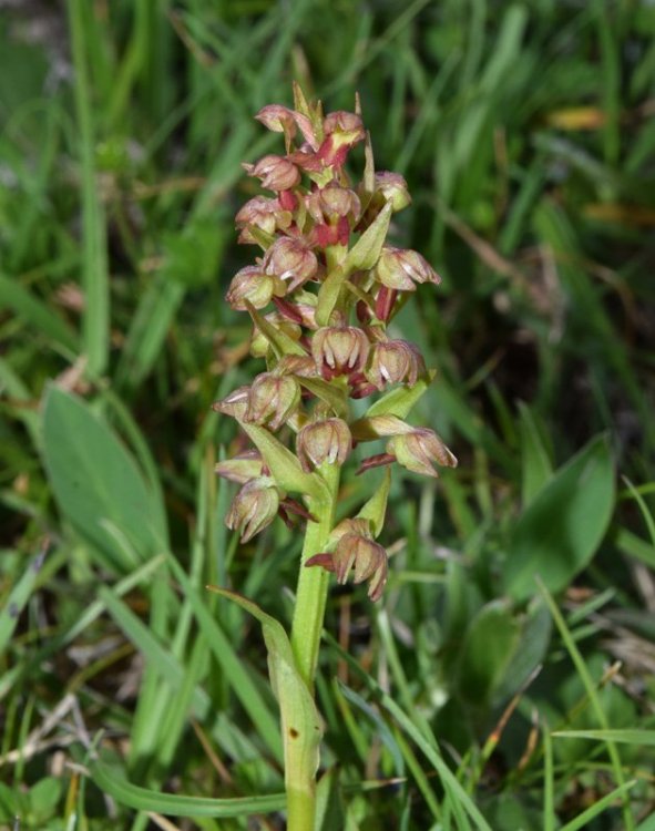 Dactylorhiza viridis (L.) R.M. Bateman, Pridgeon & M.W. Chase. 2.jpg