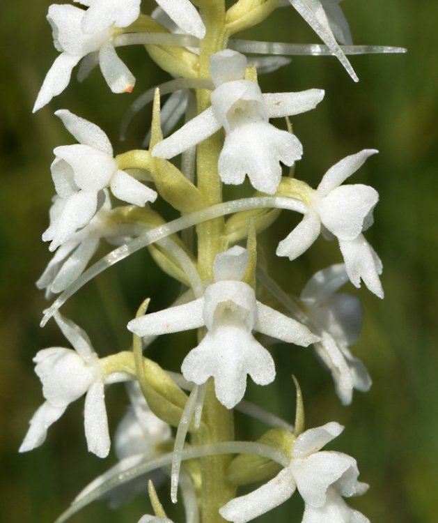 Gymnadenia conopsea (L.) R. Br. in W.T. Aiton 1813. apocromica 6.jpg