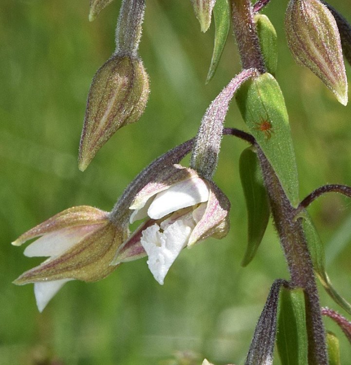 Epipactis palustris (L.) Crantz 1769. 4.jpg