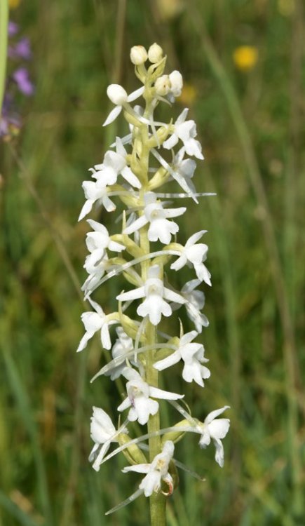 Gymnadenia conopsea (L.) R. Br. in W.T. Aiton 1813. apocromica 5.jpg