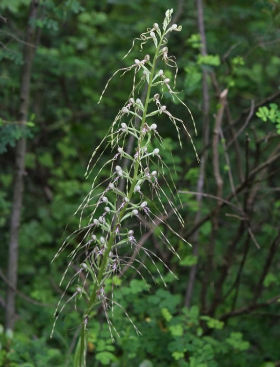 Himantoglossum adriaticum H. Baumann 1978. 1.jpg