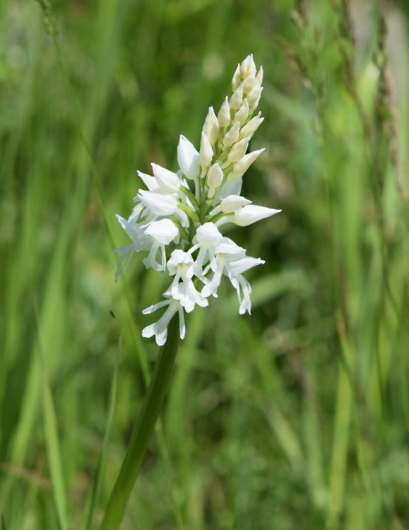 Orchis militaris L. 1753  apocromica. 1.jpg