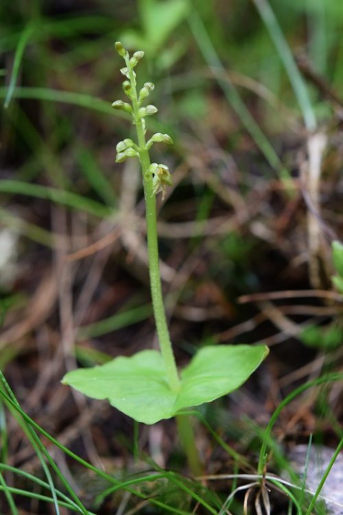 Listera cordata (L.) R. Br. in Aiton 1813. 1.jpg