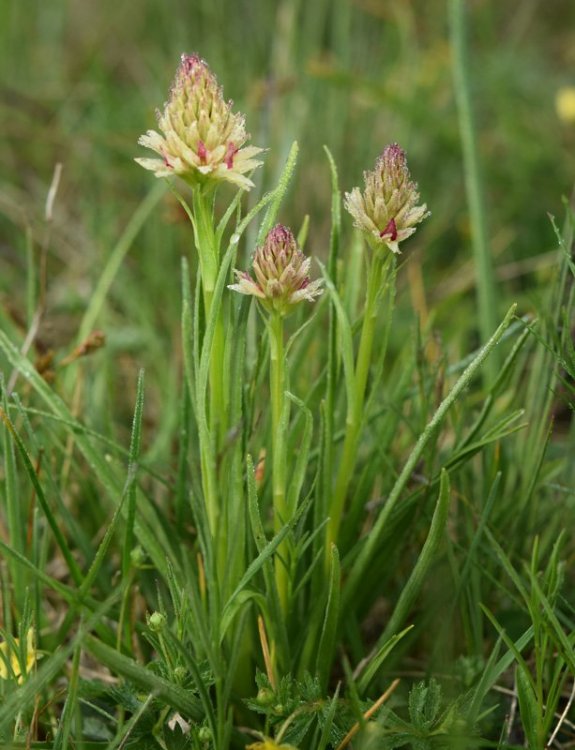 Nigritella nigra subsp. rhellicani (Teppner & E. Klein) H. Bauman, Kùnkele & L. Lorenz. 14.jpg