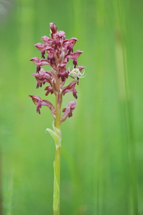 Anacamptis_coriophora.jpg