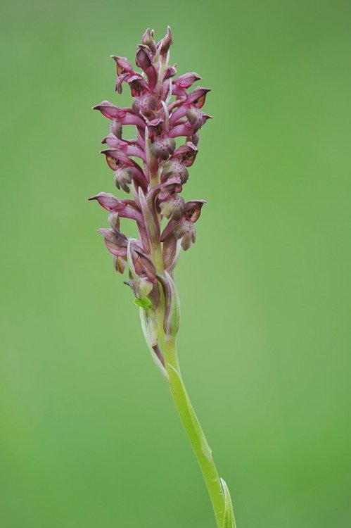 Anacamptis_coriophora1.jpg