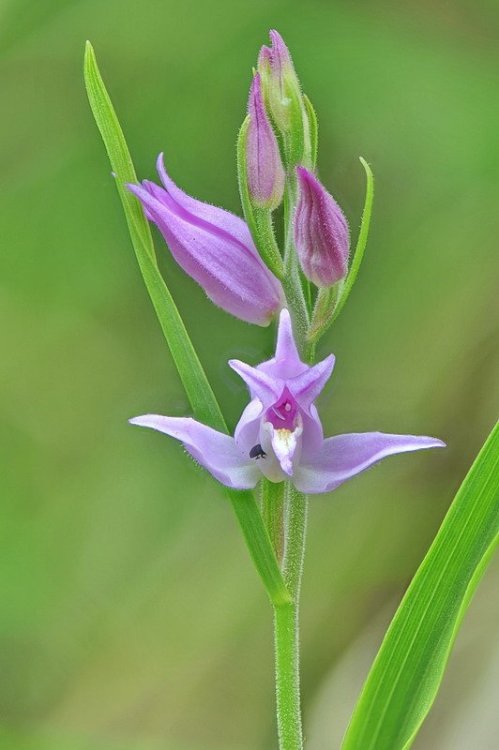 Cephalanthera_rubra.jpg