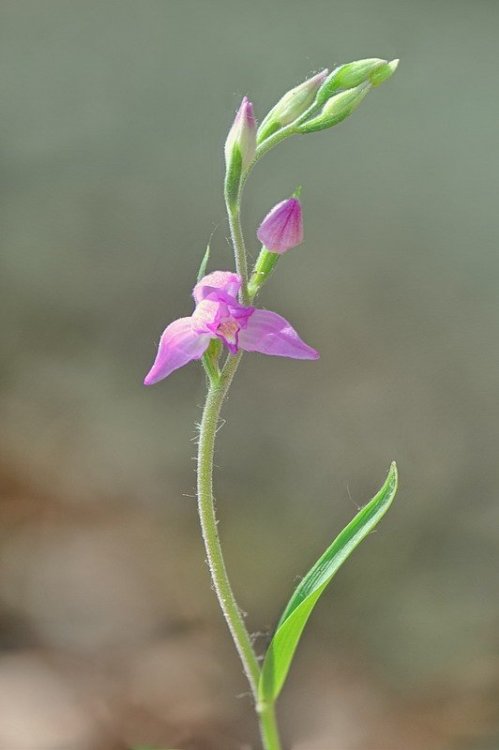 Cephalanthera_rubra1.jpg