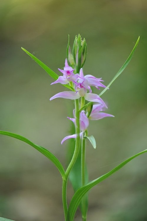 Cephalanthera_rubra2.jpg