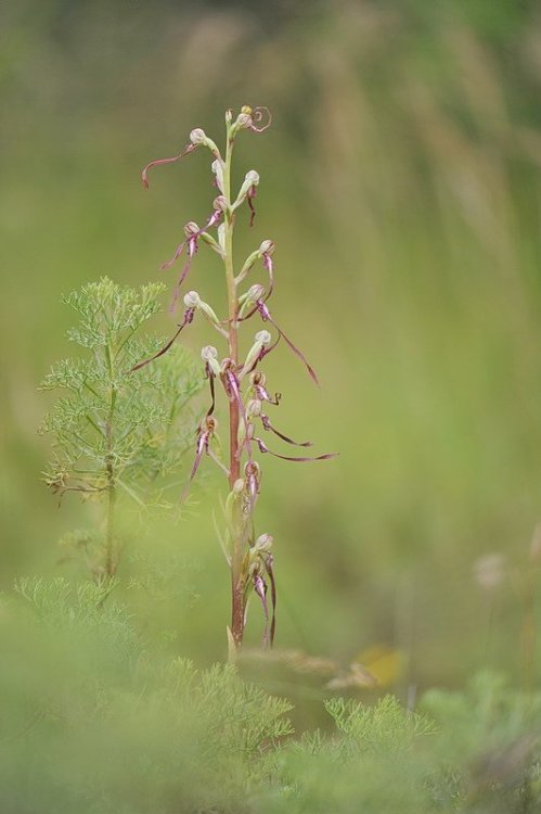 Himantoglossum_adriaticum3.jpg