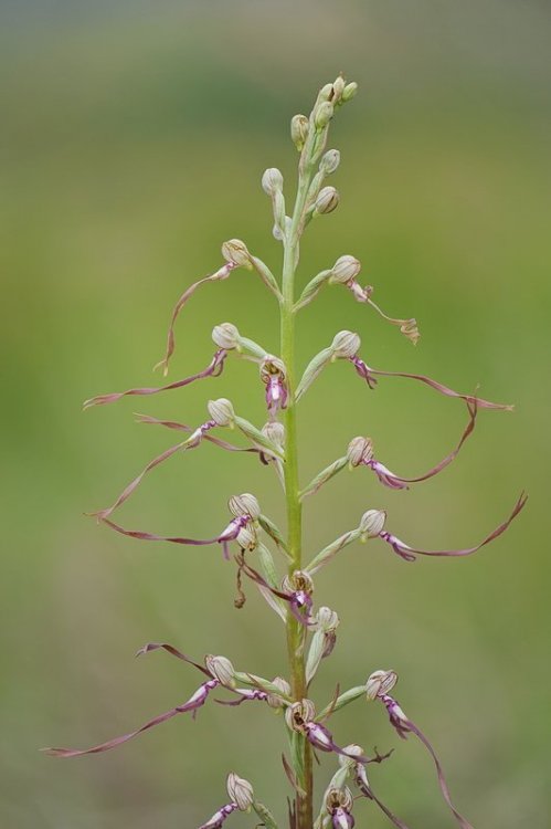 Himantoglossum_adriaticum7.jpg