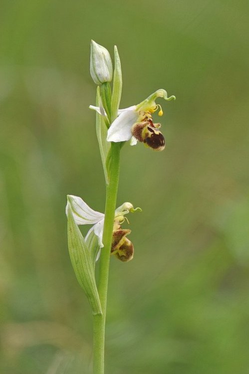 Ophrys_apifera-aurita.jpg