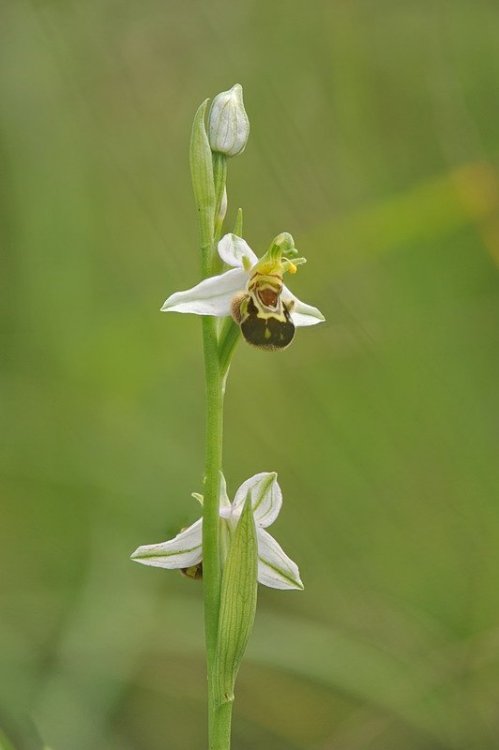 Ophrys_apifera-aurita2.jpg