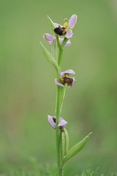 Ophrys_apifera-aurita4.jpg