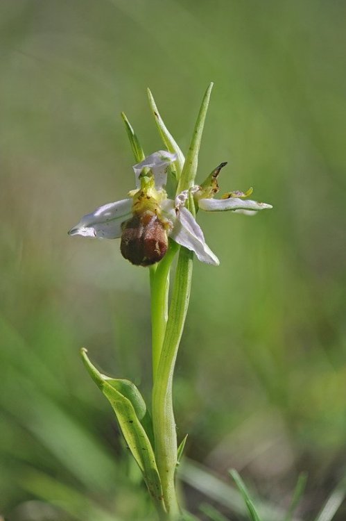 Ophrys_apifera-bicolor.jpg
