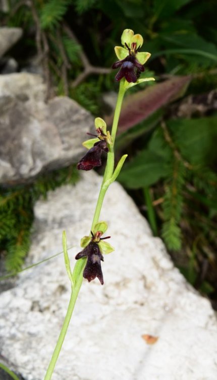 Ophrys insectifera L. 1753. Falsarego alt. 1910 m. 2.jpg