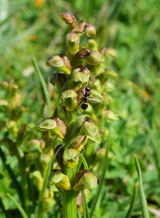 Chamorchis alpina (L.) Rich. 1817. 3.jpg