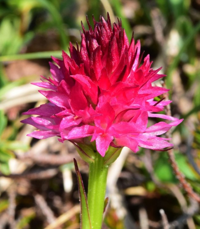 Nigritella miniata var. dolomitensis (teppner & E. Klein) H. Bauman, R Lorenz & Perazza. 3.jpg