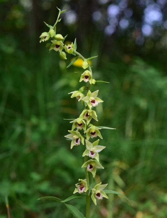 Epipactis muelleri Godfery 1921. 2.jpg