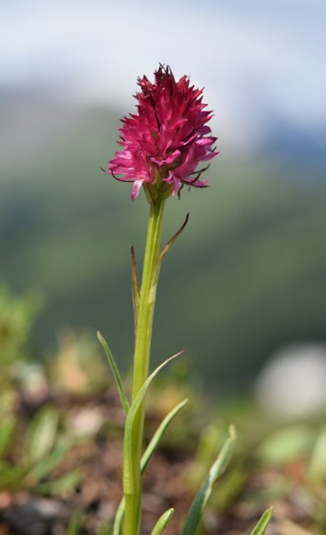 Nigritella miniata var. dolomitensis (teppner & E. Klein) H. Bauman, R Lorenz & Perazza. 9.jpg