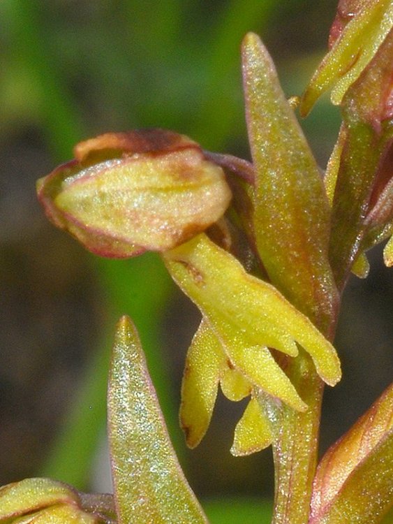 Coeloglossum viride 05c.jpg