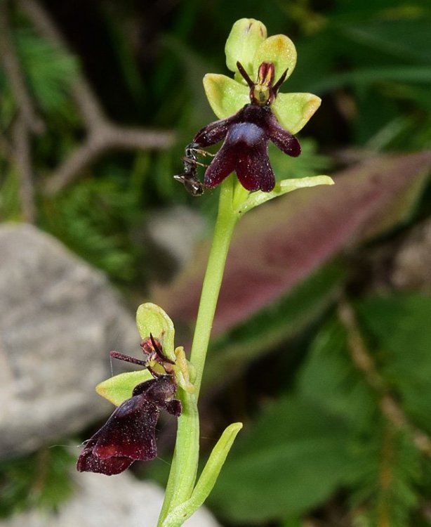 Ophrys insectifera L. 1753. Falsarego alt. 1910 m. 3.jpg
