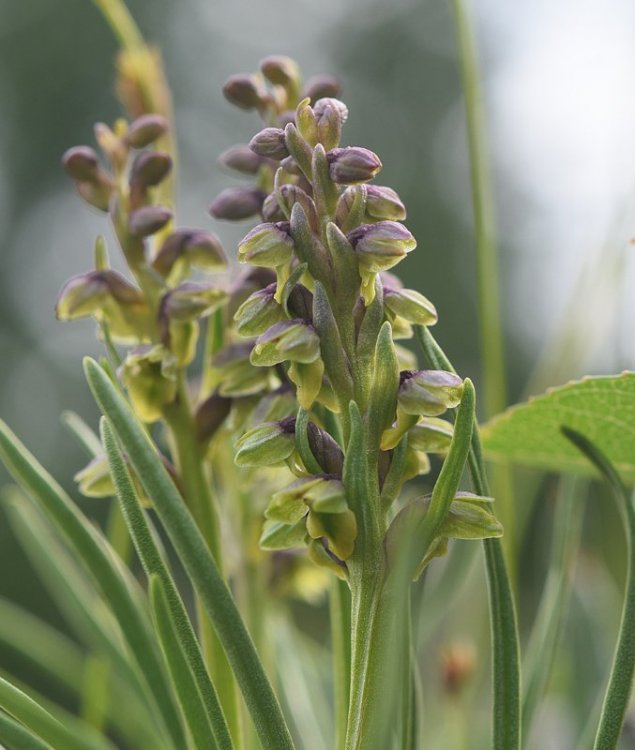 Chamorchis alpina (L.) Rich. 1817. 6.jpg