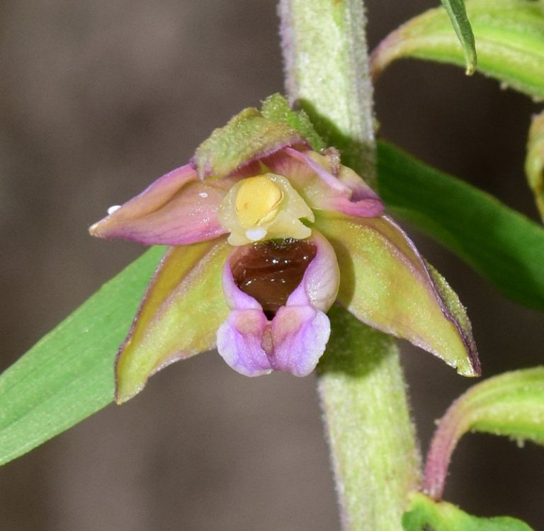 Epipactis helleborine (L.) Crantz 1769. 3.jpg