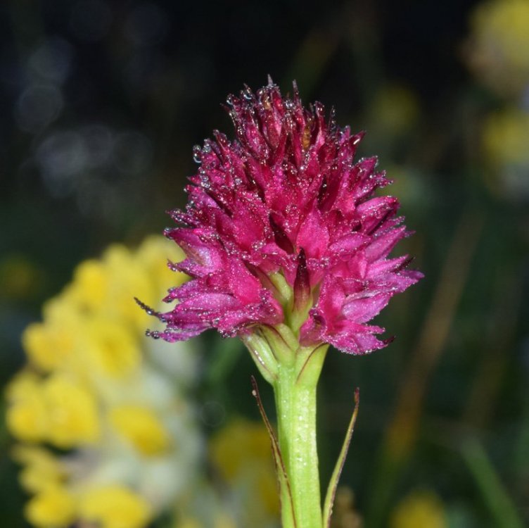 Nigritella miniata. ( Crantz) Janch. 1959. 3.jpg