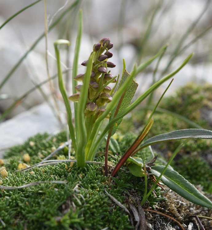 Chamorchis alpina (L.) Rich. 1817. 4.jpg