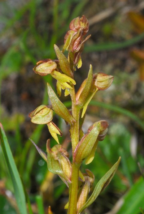 Coeloglossum viride 05.jpg