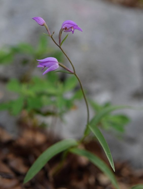 Cephalanthera rubra. (L.) Rich. 1817. 1.jpg