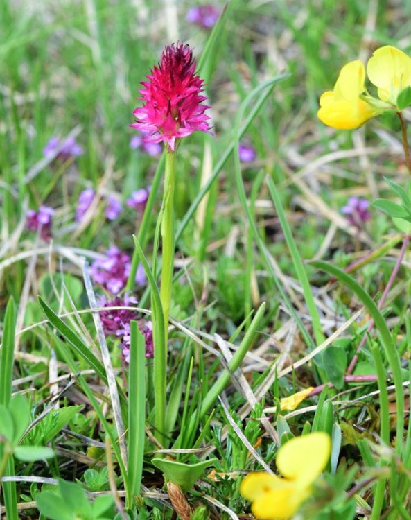 Nigritella miniata var. dolomitensis (teppner & E. Klein) H. Bauman, R Lorenz & Perazza. 4.jpg