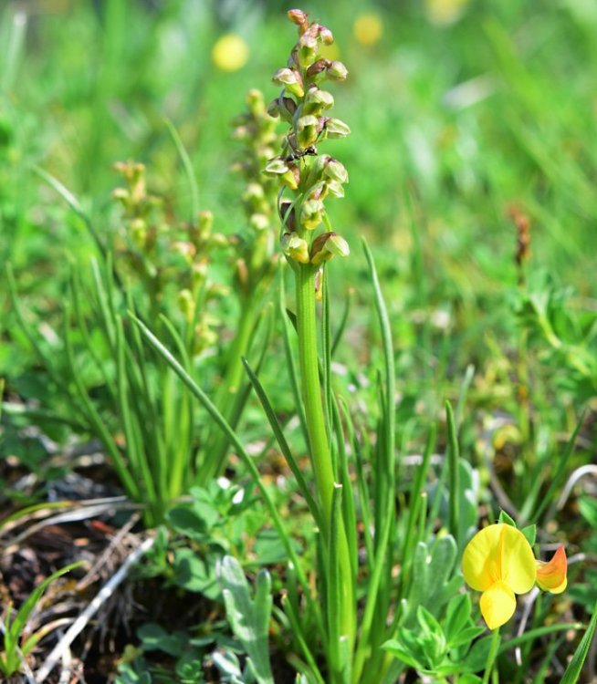 Chamorchis alpina (L.) Rich. 1817. 1.jpg