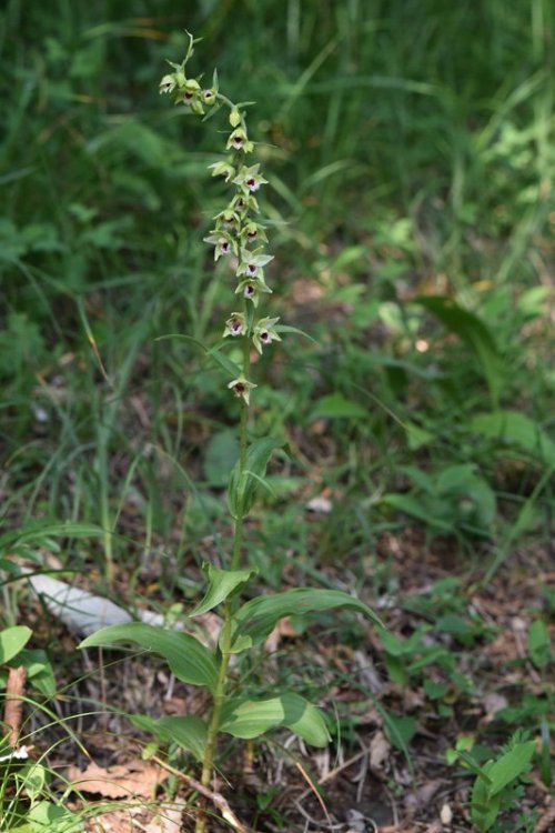 Epipactis muelleri Godfery 1921. 1.jpg