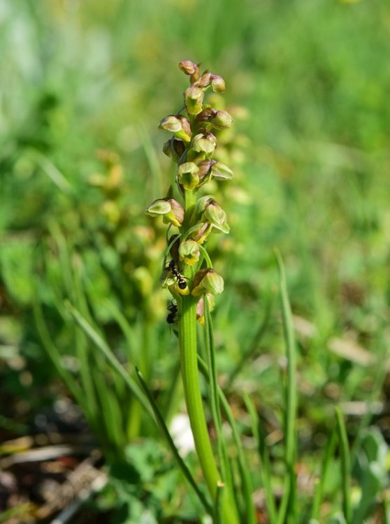 Chamorchis alpina (L.) Rich. 1817. 2.jpg