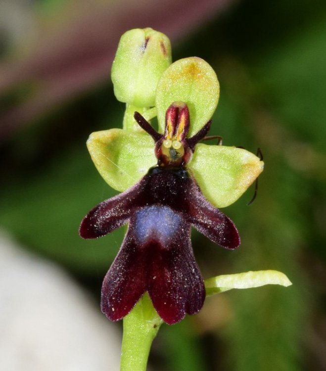 Ophrys insectifera L. 1753. Falsarego alt. 1910 m. 4.jpg