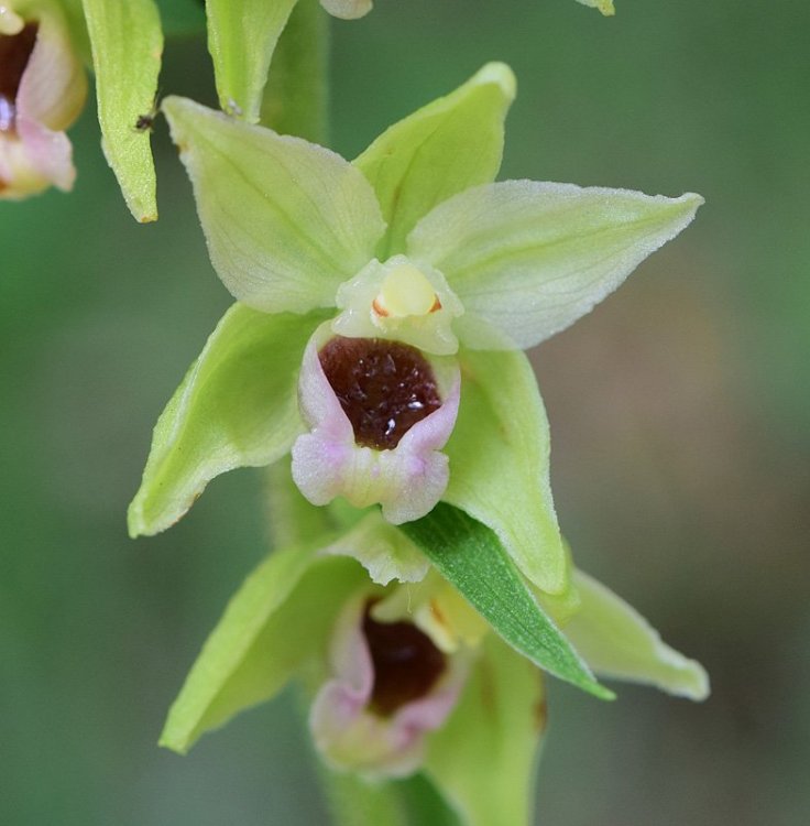 Epipactis muelleri Godfery 1921. 4.jpg